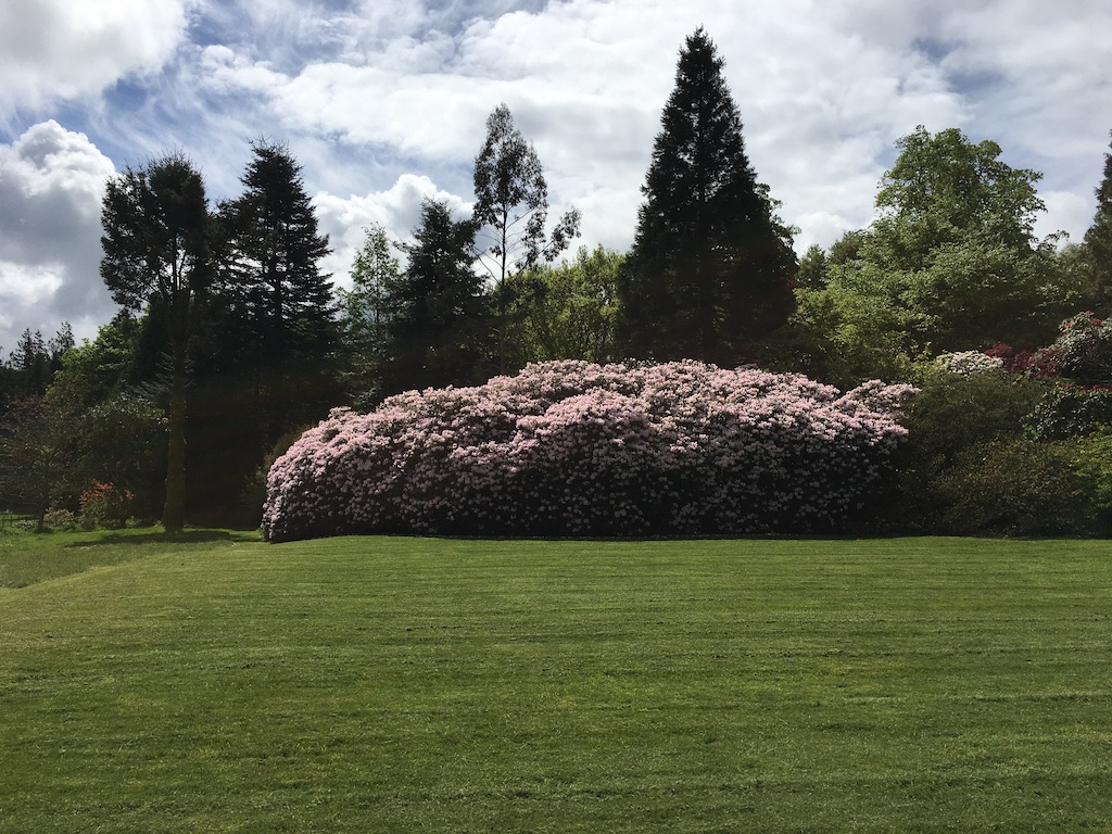The Rhododendron at Higham today